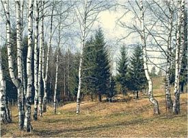 Ковер Сувенирный 50672